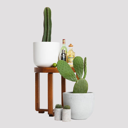 San Pedro Cactus  Iconic Andean Cactus